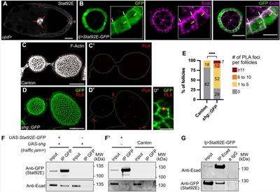 E-cadherin acts as a positive regulator of the JAK-STAT signaling pathway during Drosophila oogenesis